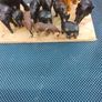 Collectable elephants Image 2