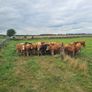 Bullocks Image 10