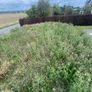 Top Soil- Unscreend, self load and transport, bulk Image 3