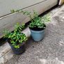 Lonicera pileata Honeysuckle Plant Image 5