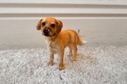 Schleich Farm World Golden Retriever D 73527 approx. 6 cm. tall Used Please see photos