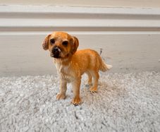Schleich Farm World Golden Retriever D 73527 approx. 6 cm. tall Used Please see photos