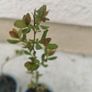 Spiraea plant Image 2