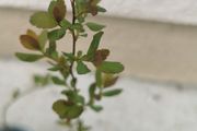Spiraea plant