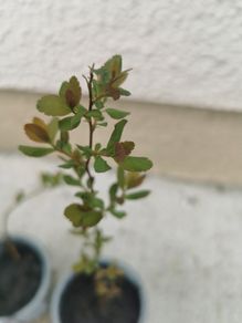 Spiraea plant
