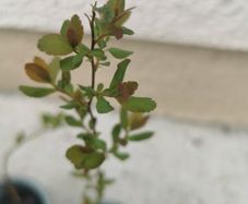 Spiraea plant