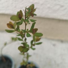 Spiraea plant