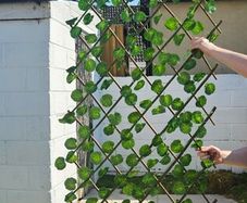 garden trellis