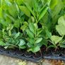 Laurel Hedging Image 6