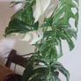 Large Mature Monstera Albo Variegata  High Variegation Plant Image 4