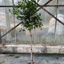 Ilex AQ Goldflash plant Image 2