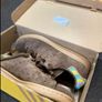 Adidas trainers Image 6