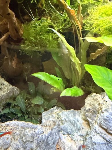 Fish Tank And stand with fish and plants