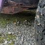 Vw beetle Image 7