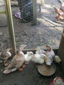 Ducklings Hens and Drake