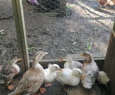Ducklings Hens and Drake