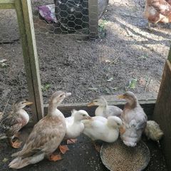 Ducklings Hens and Drake