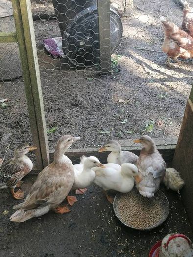 Ducklings Hens and Drake