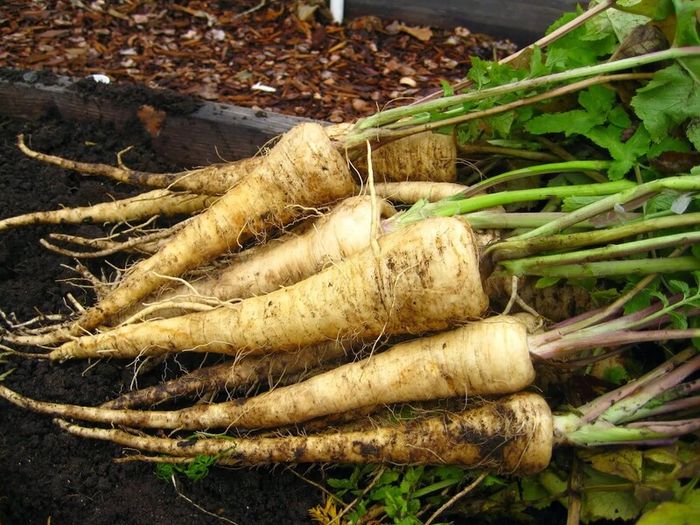 (P) Parsnip Kamo seeds 3g (124589)