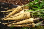 (P) Parsnip Kamo seeds 3g (124589)