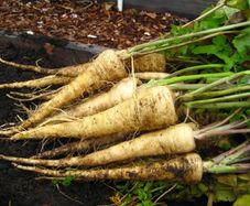 (P) Parsnip Kamo seeds 3g (124589)