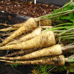 (P) Parsnip Kamo seeds 3g (124589)