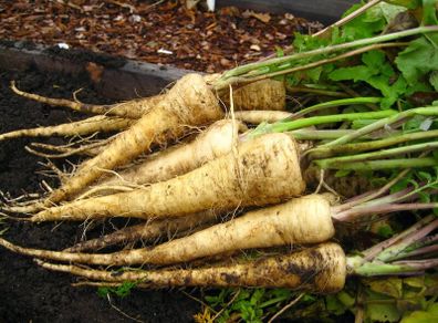 (P) Parsnip Kamo seeds 3g (124589)