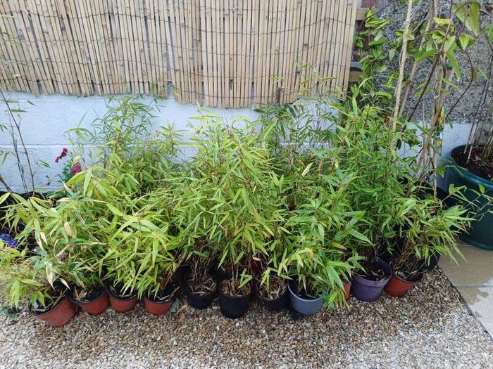 Clumping bamboo in 1L pots
