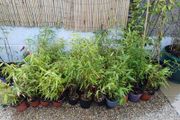 Clumping bamboo in 1L pots