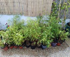 Clumping bamboo in 1L pots