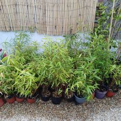 Clumping bamboo in 1L pots