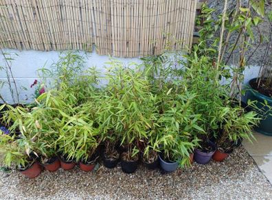 Clumping bamboo in 1L pots