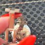 Swarovsky crystal watch Image 5