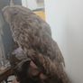 Antique Owl Image 9