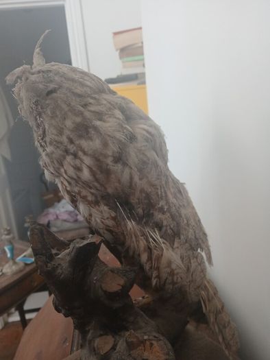 Antique Owl