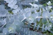 (E) Eucalyptus Baby Blue Bouquet seeds (5s) (432097)