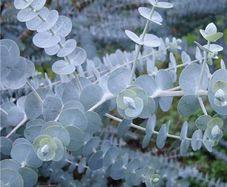 (E) Eucalyptus Baby Blue Bouquet seeds (5s) (432097)