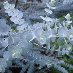 (E) Eucalyptus Baby Blue Bouquet seeds (5s) (432097)