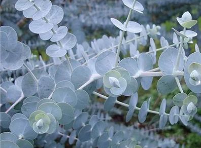 (E) Eucalyptus Baby Blue Bouquet seeds (5s) (432097)