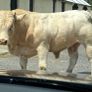 Pedigree Charolais Bulls Image 4
