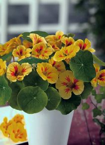 (N) Nasturtium Peach Melba seeds 2g (415434)