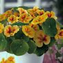 Variety of Nasturtium seeds from 1euro Image 10