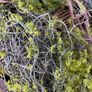 New 120cm length rustic twig and moss garland Image 8