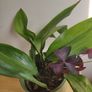 Cast-Iron Plant (Aspidistra elatior) and purple shamrock plant in the ceramic pot Image 4