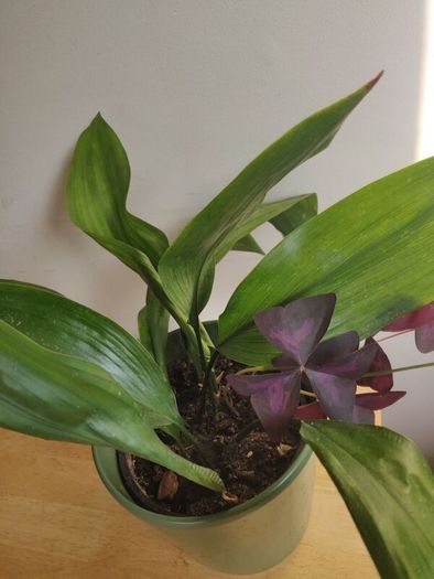 Cast-Iron Plant (Aspidistra elatior) and purple shamrock plant in the ceramic pot