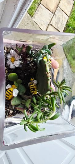 indoor plant