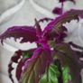 GYNURA "Purple passion" House plant Image 5