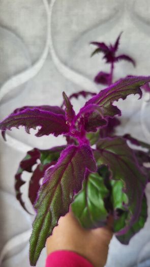 GYNURA "Purple passion" House plant