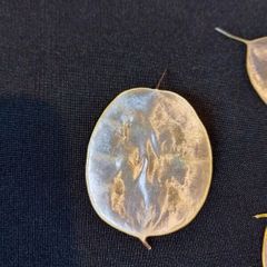 Dried Lunaria (Honesty) seed heads. 100 pieces.