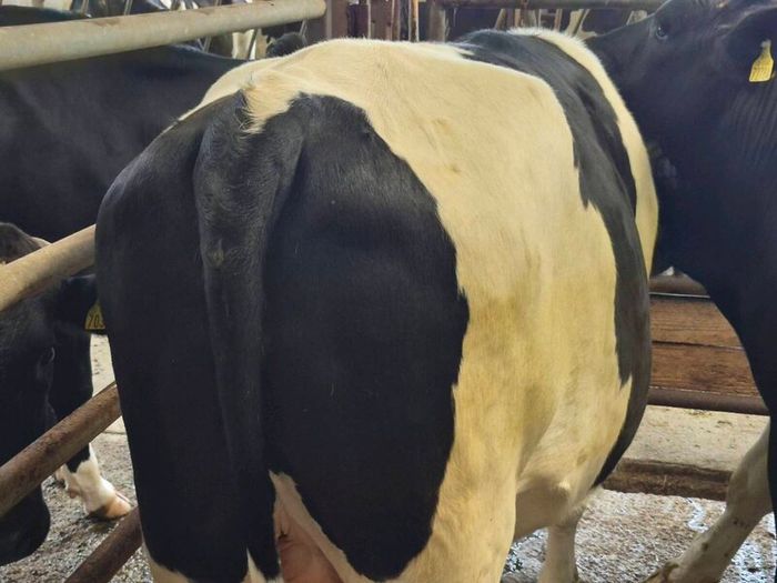 Cattle